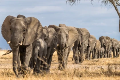 10-Day Tanzanian Safari and Zanzibar Retreat Itinerary - app.name