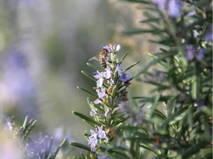 3h de découverte de l'abeille dans le Luberon - app.name