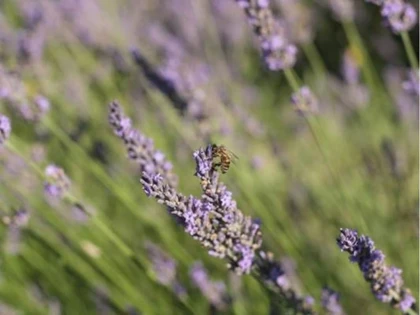 3h de découverte de l'abeille dans le Luberon - app.name