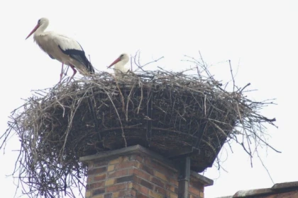 Alsace village and wine private group tour from Colmar - app.name