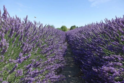 Atelier Brume naturelle (selon saison) - app.name