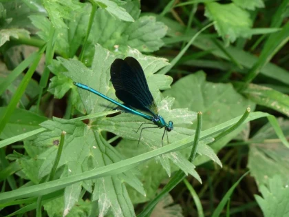 Atelier « Bulles, têtards et libellules : découverte des invertébrés d’eau douce » - app.name