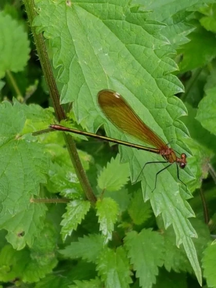 Atelier « Bulles, têtards et libellules : découverte des invertébrés d’eau douce » - app.name