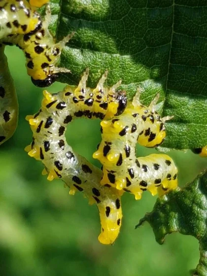 Atelier « Les richesses naturelles du site : à la découverte de la faune et de la flore » - app.name