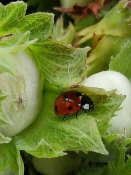Atelier « Les richesses naturelles du site : à la découverte de la faune et de la flore » - app.name