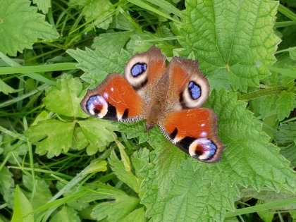 Atelier « Papillons et libellules » - app.name