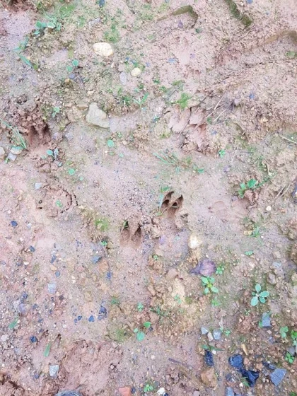 Atelier « Qui passe par là ? Enquête sur les traces et indices de présence » - app.name