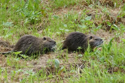 Atelier « Sur la piste des mammifères » - app.name