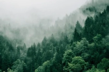 Bain de forêt - app.name