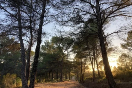 Balade naturaliste à la Lieutenante - app.name