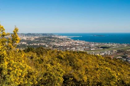 Balade naturaliste - Au coeur du Tanneron et ses mimosas - app.name