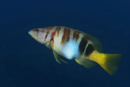 First dive - Port Fréjus - Bonjour Fun