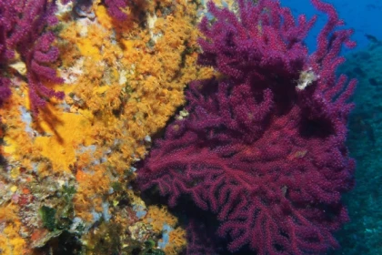 First dive - Port Fréjus - Bonjour Fun