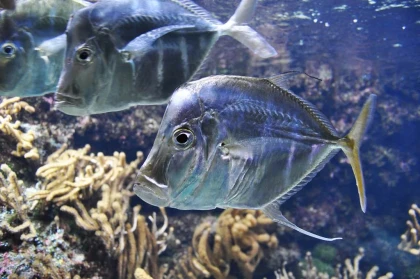 Billet d'entrée Aquarium La Rochelle - app.name