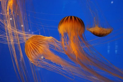 Billet d'entrée Aquarium La Rochelle - Bonjour Fun