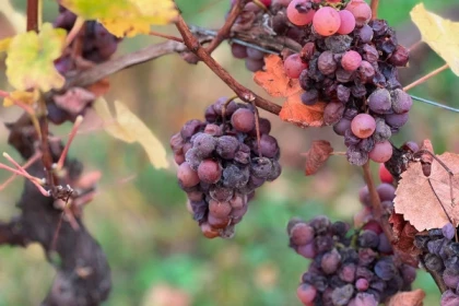 Christmas event - The Secrets of the Late Harvests wines - Bonjour Fun