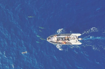 Dauphins & cétacés - app.name