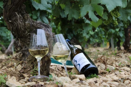 Escapade and tasting in the Chablis Vineyard - Bonjour Fun