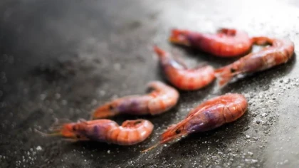 Escapade Gastronomique - app.name