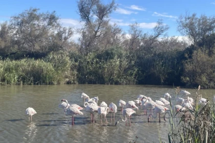 Excursion to the Camargue - Day trip to see flamingos, wine tasting and Aigues-Mortes - Bonjour Fun