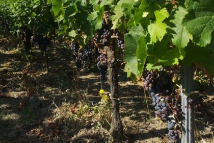 Saint-Émilion Wine Tour: Winery & Medieval Village - Bonjour Fun