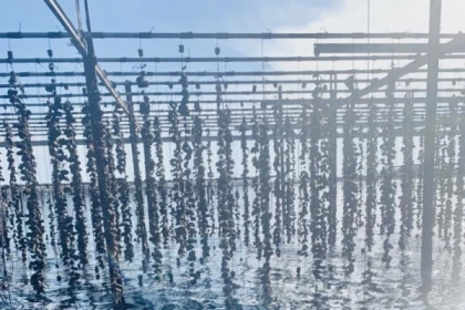 Excursion Sète - Half Day Oysters and Wine - Bonjour Fun