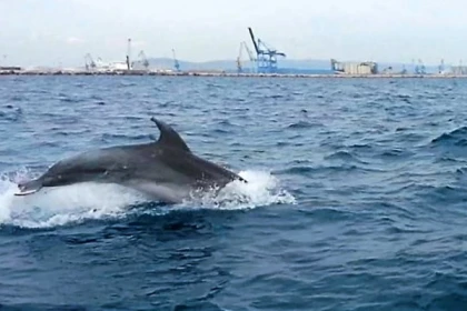 Excursion Sète - Observation des dauphins en Méditerranée : excursion en bateau - app.name