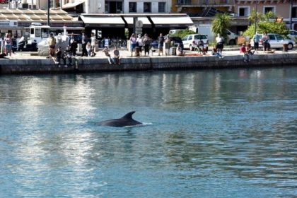 Sète Excursion - Dolphin watching in the Mediterranean: boat trip - Bonjour Fun