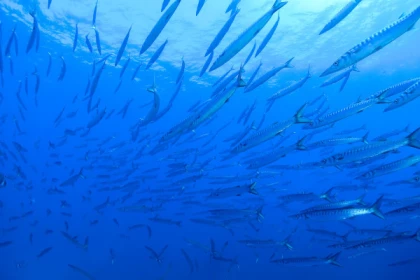 Formation PE 12 - Bonjour Fun