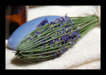 Fuseau de Lavande - app.name