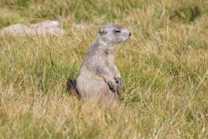 La Vie des marmottes dans le Mercantour - app.name