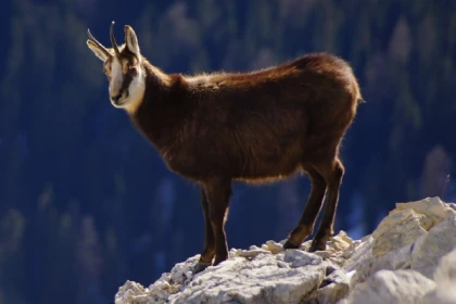 Discover the champion of our mountains, the Chamois! - Bonjour Fun