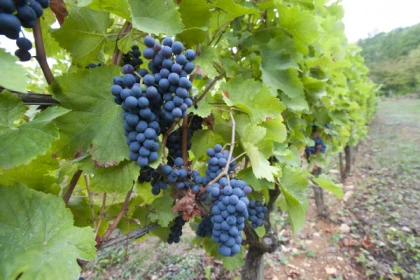 LE VIN ET LA VIGNE À BESANÇON - app.name