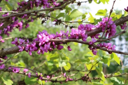 Les Jardins remarquables du Château de Viven - app.name