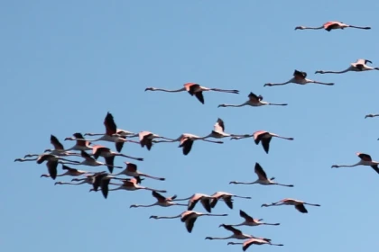 Lio Piccolo and Treporti : Birdwatching and Heritage - app.name