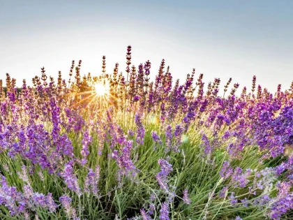 LOCATION 1 SEMAINE - app.name