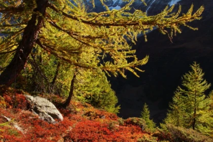 Nordic’Rando à la journée - app.name