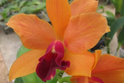 Portes ouvertes - app.name