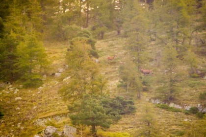 Randonnée Brame du Cerf dans l'Esterel - app.name