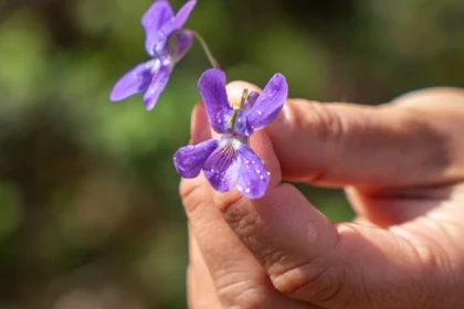 Randonnée découverte et plantes comestibles - Les Adrets de l'Estérel - app.name