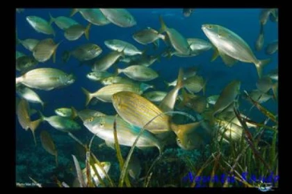 Palmed hiking - Fréjus - Bonjour Fun