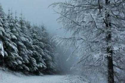 Raquettes à neige privative au Storkenkopf - app.name