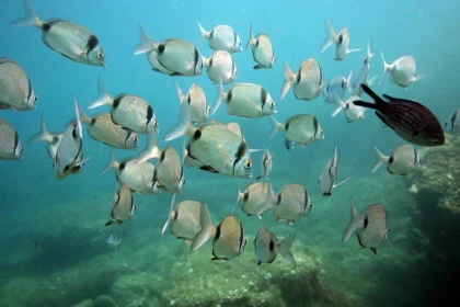 Sentier marin. Réserve Banyuls/mer. - app.name