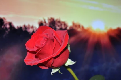 Soirée Saint Valentin à l'Auberge des pins - Tourrettes - app.name