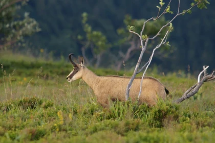 Sortie observation des chamois au Gaschney - app.name