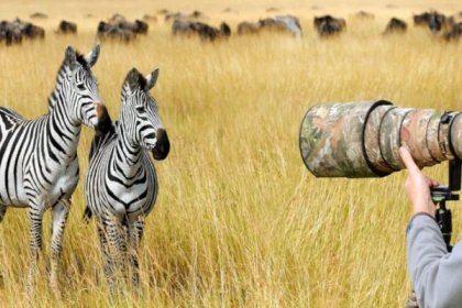 Ultimate Tanzanian Safari Adventure - app.name
