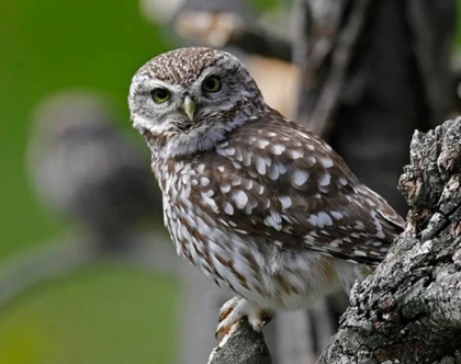 Une chouette, un village - app.name