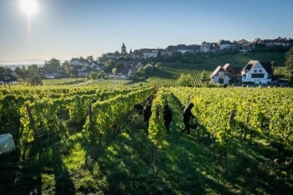 Vendangeur d'un Jour - app.name