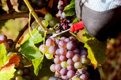 Vin et dégustations - app.name