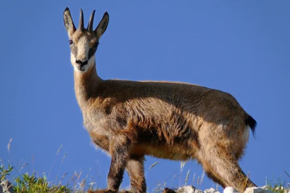 Week-end des animaux de nos montagnes ! - app.name